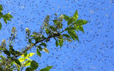 Cover image of Fighting harmful insects in an eco-friendly way